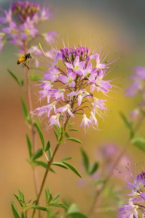 Framed Print : USA, Utah. Honey bee hovers over beeweed flowers in springtime Framed Print : USA, Utah. Honey bee hovers over beeweed flowers in springtime