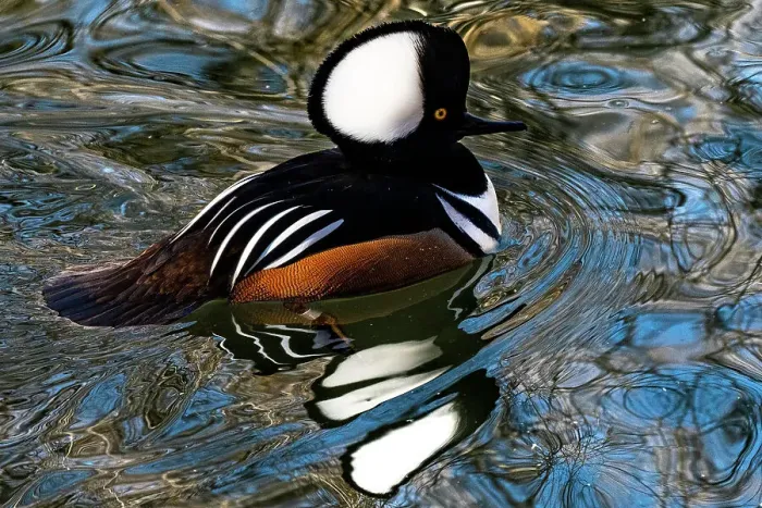 Framed Print : USA, Utah. Hooded Merganser (Lophodytes cucullatus) swimming Framed Print : USA, Utah. Hooded Merganser (Lophodytes cucullatus) swimming
