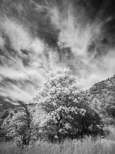 USA, Utah, Infrared of the Logan Pass area and lone tree