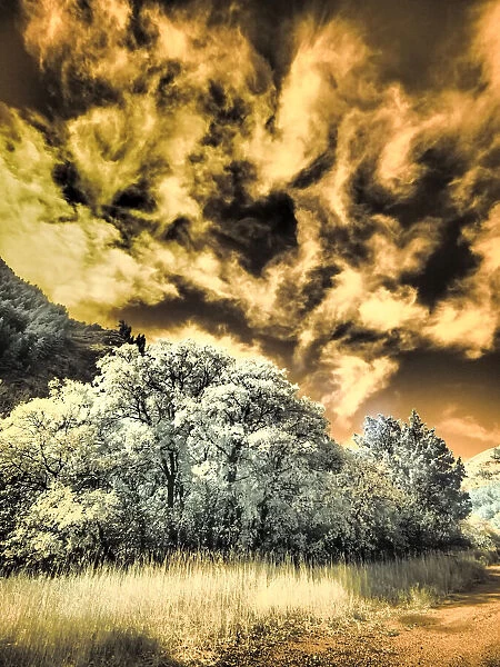 USA, Utah, Infrared of the Logan Pass area and lone tree