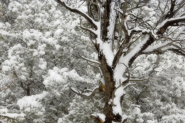 USA, Utah. Juniper and pine trees blanketed with fresh snow. Credit as: Don Paulson