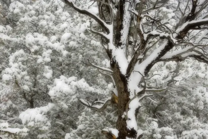 Framed Print : USA, Utah. Juniper and pine trees blanketed with fresh snow. Credit as: Don Paulson