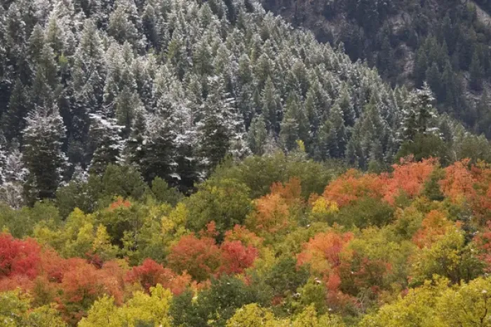 Framed Print : USA, Utah, Little Cottonwood Canyon. Autumn snowfall decorates spruce-covered mountainsides