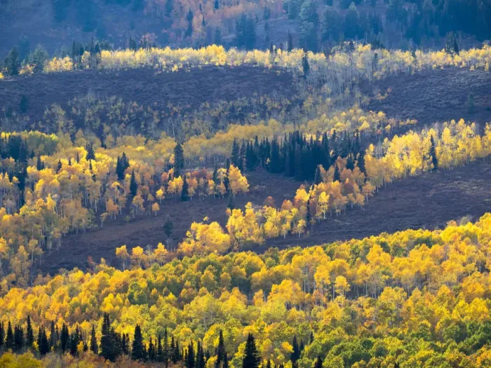 Framed Print : USA, Utah. Logan Canyon, colorful aspens Framed Print : USA, Utah. Logan Canyon, colorful aspens