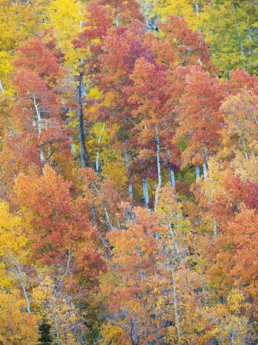 Framed Print : USA, Utah. Logan Canyon, colorful aspens Framed Print : USA, Utah. Logan Canyon, colorful aspens