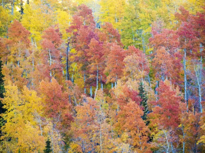 Framed Print : USA, Utah. Logan Canyon, colorful aspens
