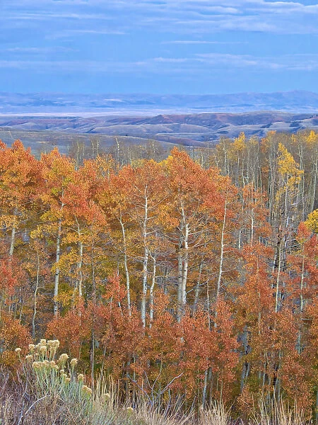 USA, Utah. Logan Canyon, colorful aspens