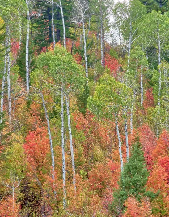 Framed Print : USA, Utah, Logan Canyon. Colorful aspens in autumn Framed Print : USA, Utah, Logan Canyon. Colorful aspens in autumn