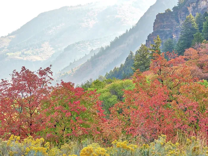 Framed Print : USA, Utah, Logan Canyon. Colorful aspens in autumn Framed Print : USA, Utah, Logan Canyon. Colorful aspens in autumn
