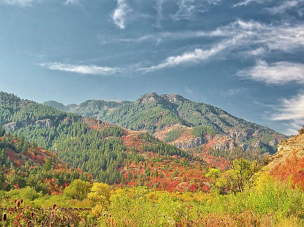 USA, Utah, Logan Canyon. Colorful aspens in autumn
