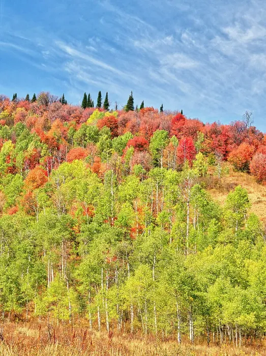 Framed Print : USA, Utah, Logan Canyon. Colorful aspens in autumn Framed Print : USA, Utah, Logan Canyon. Colorful aspens in autumn