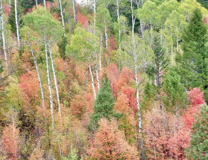 Framed Print : USA, Utah, Logan Canyon. Colorful aspens in autumn Framed Print : USA, Utah, Logan Canyon. Colorful aspens in autumn