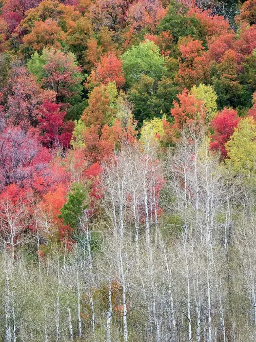 Framed Print : USA, Utah, Logan Canyon. Colorful aspens in autumn Framed Print : USA, Utah, Logan Canyon. Colorful aspens in autumn