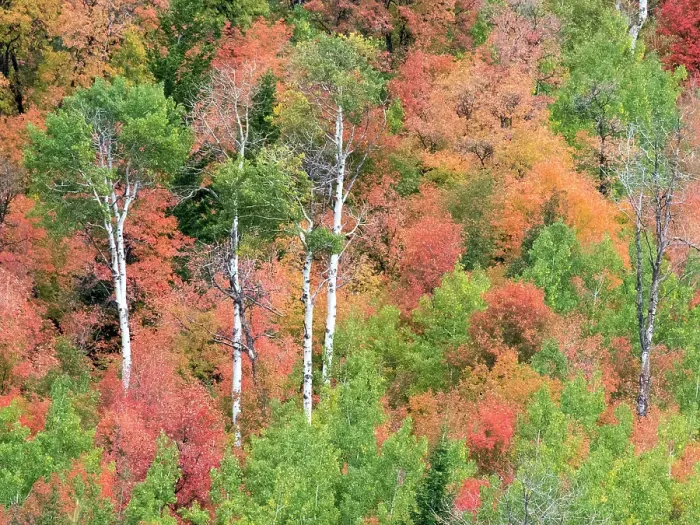 Framed Print : USA, Utah, Logan Canyon. Colorful aspens in autumn Framed Print : USA, Utah, Logan Canyon. Colorful aspens in autumn