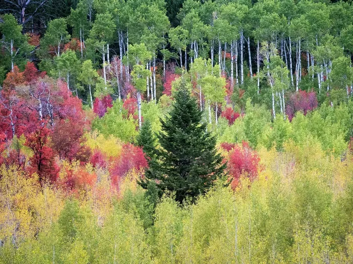 Framed Print : USA, Utah, Logan Canyon. Colorful aspens in autumn Framed Print : USA, Utah, Logan Canyon. Colorful aspens in autumn