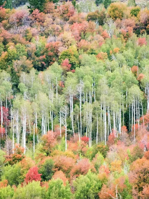 Framed Print : USA, Utah, Logan Canyon. Colorful aspens in autumn