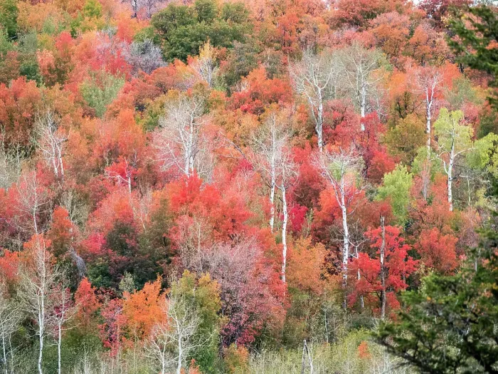 Framed Print : USA, Utah, Logan Canyon. Colorful aspens in autumn Framed Print : USA, Utah, Logan Canyon. Colorful aspens in autumn
