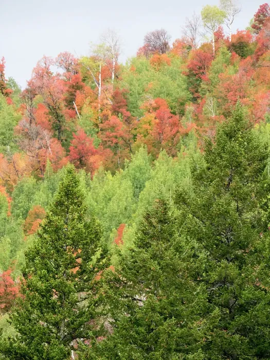 Framed Print : USA, Utah, Logan Canyon. Colorful aspens in autumn Framed Print : USA, Utah, Logan Canyon. Colorful aspens in autumn