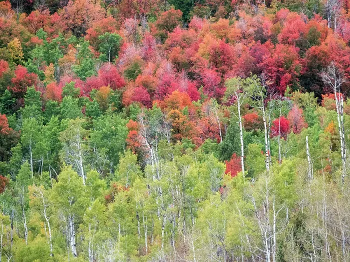 Framed Print : USA, Utah, Logan Canyon. Colorful aspens in autumn