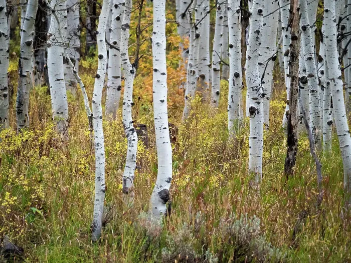 Framed Print : USA, Utah, Logan Canyon. Colorful aspens in autumn Framed Print : USA, Utah, Logan Canyon. Colorful aspens in autumn