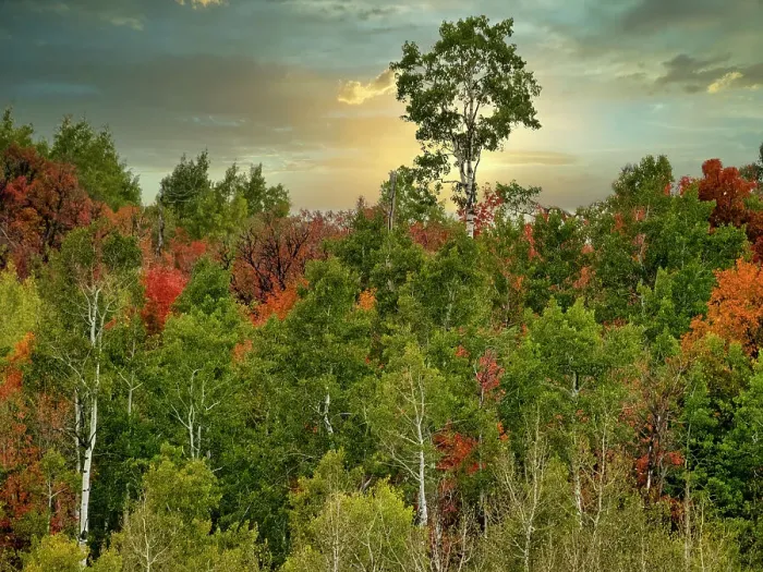 Framed Print : USA, Utah, Logan Canyon. Colorful aspens in autumn