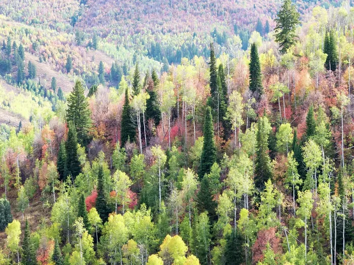 Framed Print : USA, Utah, Logan Canyon. Colorful aspens in autumn