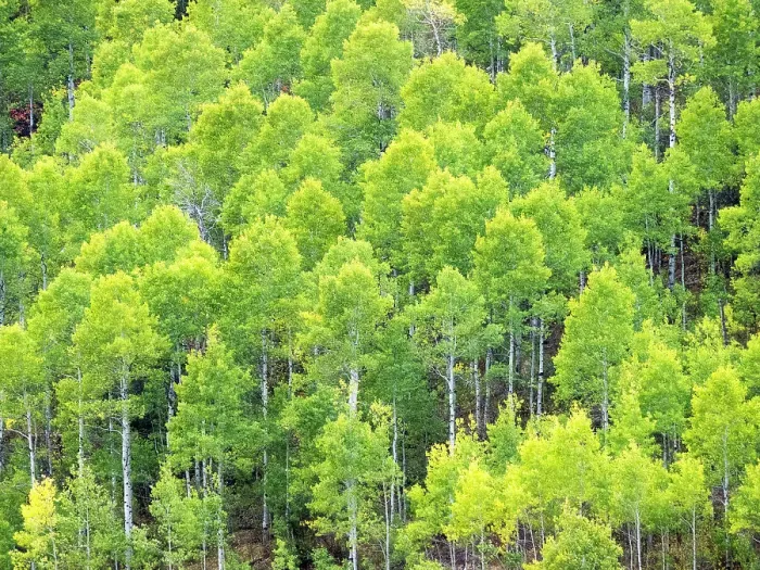 Framed Print : USA, Utah, Logan Canyon. Colorful aspens in autumn Framed Print : USA, Utah, Logan Canyon. Colorful aspens in autumn