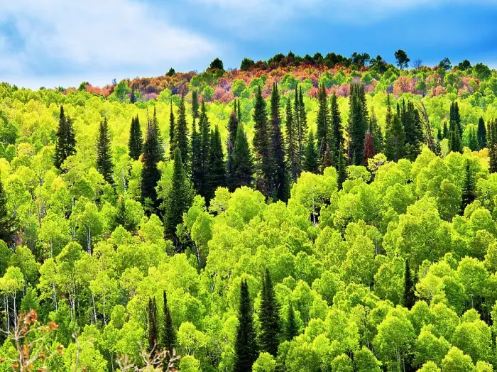 Framed Print : USA, Utah, Logan Canyon. Colorful aspens in autumn