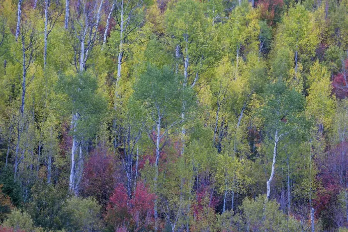 Framed Print : USA, Utah, Logan Canyon along Highway 89 with Aspens and canyon maple in fall colors Framed Print : USA, Utah, Logan Canyon along Highway 89 with Aspens and canyon maple in fall colors