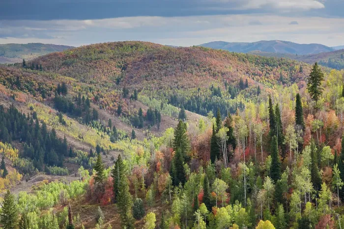 Framed Print : USA, Utah, Logan Canyon along Highway 89 landscape with Aspens and canyon maple in fall colors Framed Print : USA, Utah, Logan Canyon along Highway 89 landscape with Aspens and canyon maple in fall colors