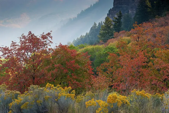 Framed Print : USA, Utah, Logan. Logan Pass Highway 89 and fall colored canyon maple trees Framed Print : USA, Utah, Logan. Logan Pass Highway 89 and fall colored canyon maple trees