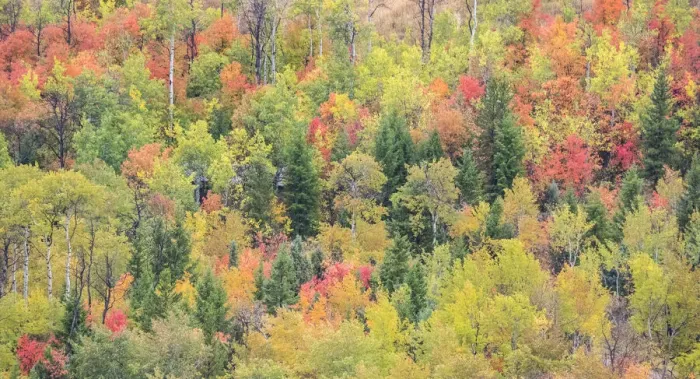 Framed Print : USA, Utah, Logan Pass with Aspen and Maples in Fall Color