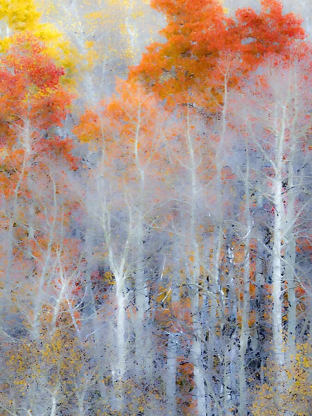 USA, Utah, Logan Pass. Autumn colors in Logan Pass Utah