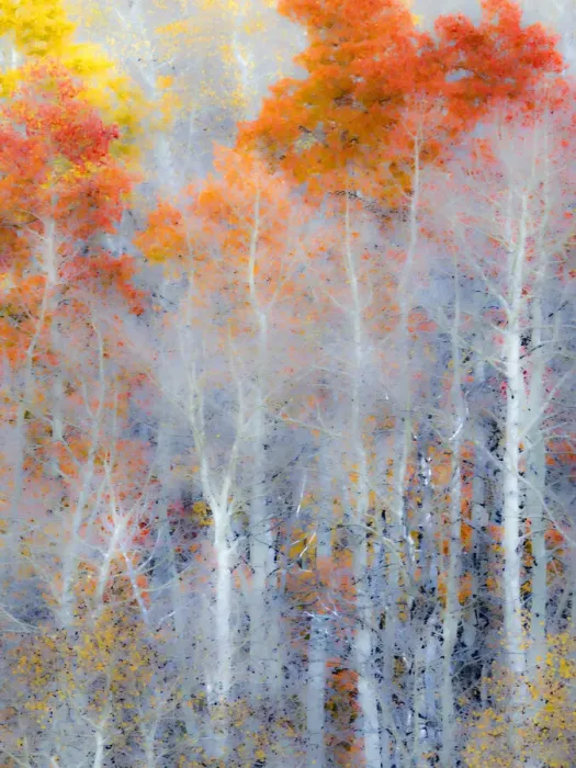 Framed Print : USA, Utah, Logan Pass. Autumn colors in Logan Pass Utah