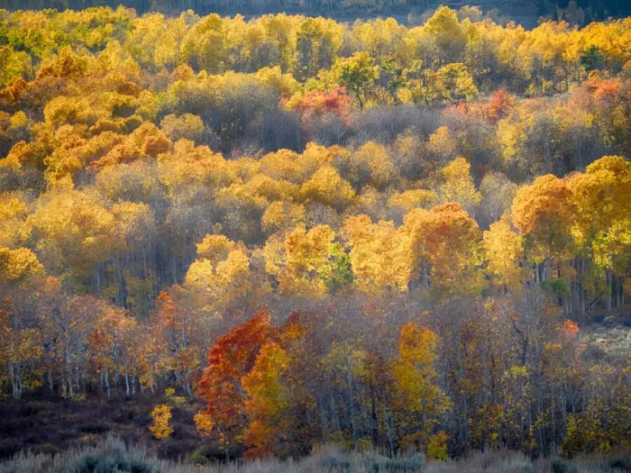 Framed Print : USA, Utah, Logan Pass. Autumn colors in Logan Pass Utah