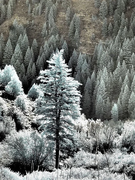 USA, Utah, Logan Pass. Autumn in infrared of fir trees and heavy backlighting