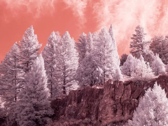 Framed Print : USA, Utah, Logan Pass. Autumn in infrared of fir trees and heavy backlighting Framed Print : USA, Utah, Logan Pass. Autumn in infrared of fir trees and heavy backlighting