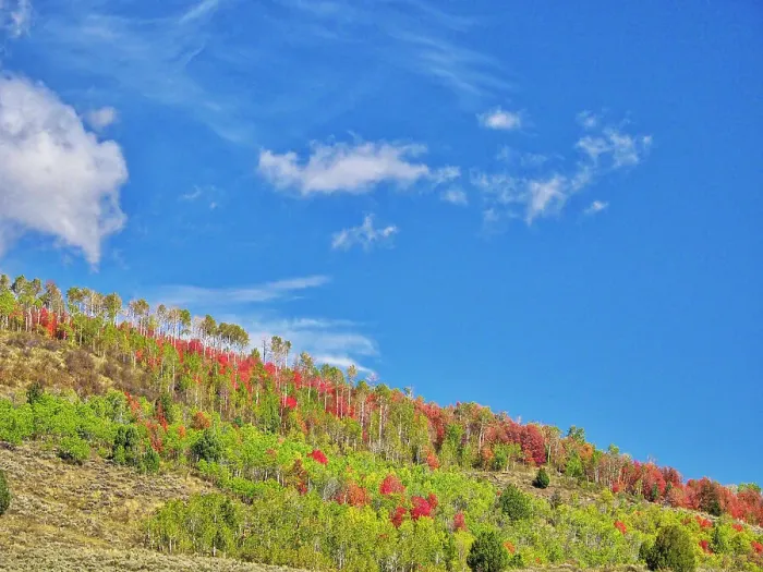 Framed Print : USA, Utah, Logan Pass. Colorful autumn in Provo Pass Framed Print : USA, Utah, Logan Pass. Colorful autumn in Provo Pass