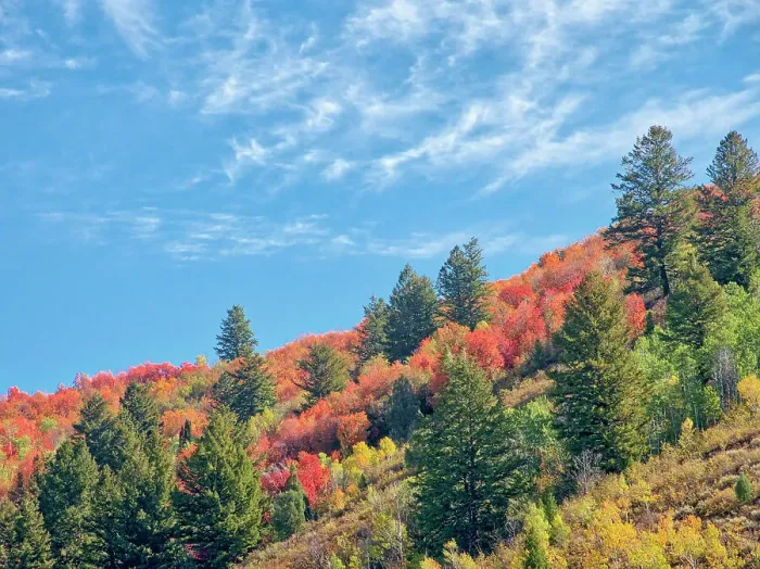 Framed Print : USA, Utah, Logan Pass. Colorful autumn in Provo Pass Framed Print : USA, Utah, Logan Pass. Colorful autumn in Provo Pass