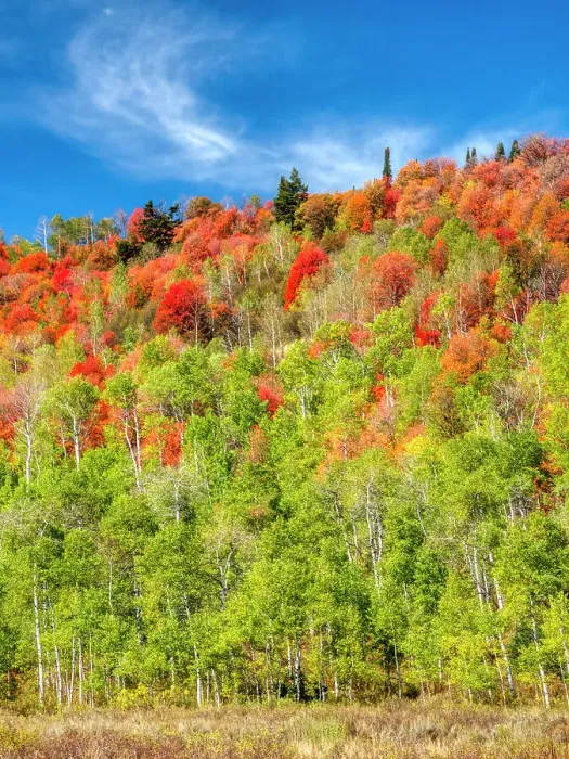Framed Print : USA, Utah, Logan Pass. Colorful autumn in Provo Pass