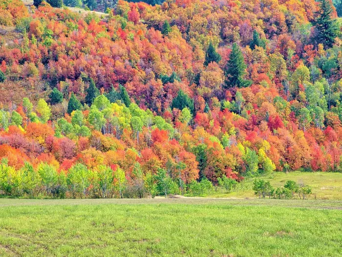 Framed Print : USA, Utah, Logan Pass. Colorful autumn in Provo Pass Framed Print : USA, Utah, Logan Pass. Colorful autumn in Provo Pass