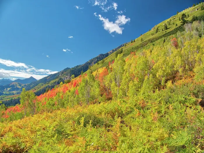 Framed Print : USA, Utah, Logan Pass. Colorful autumn in Provo Pass Framed Print : USA, Utah, Logan Pass. Colorful autumn in Provo Pass