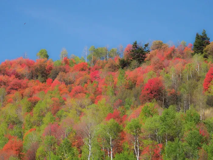 Framed Print : USA, Utah, Logan Pass. Colorful autumn in Provo Pass
