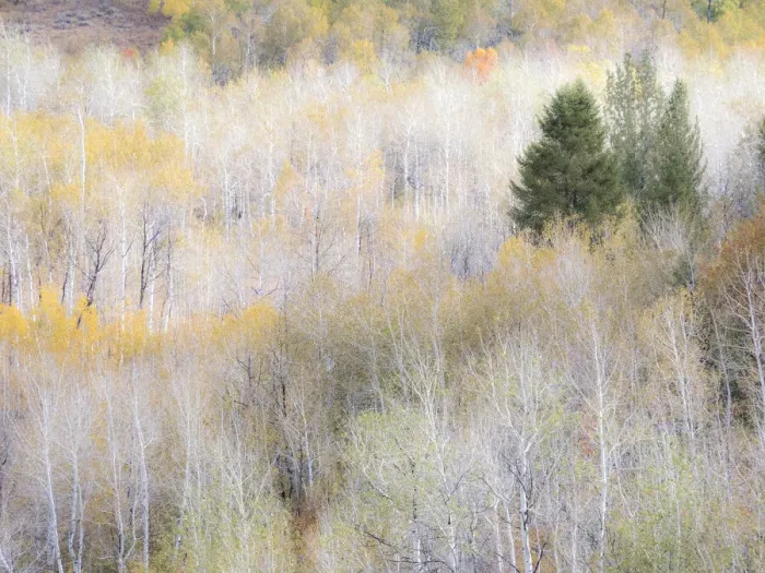 Framed Print : USA, Utah, Logan Pass hillsides covered with Aspen grove in Fall Color