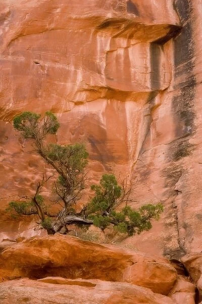USA, Utah, Long Canyon. A juniper tree against red rock cliff
