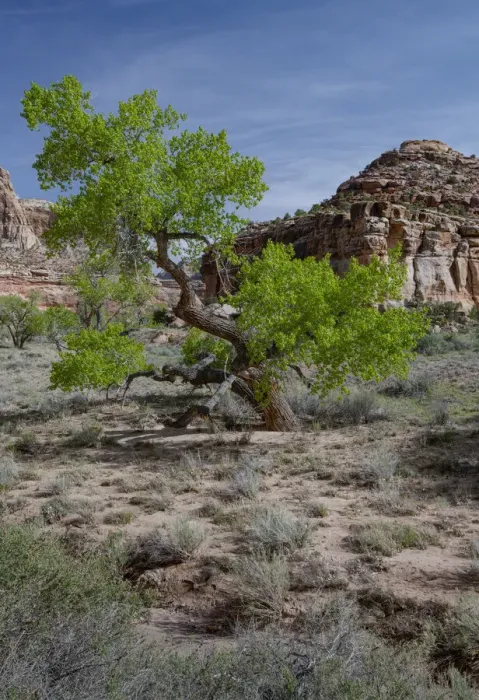 Framed Print : USA, Utah. Lush green leaves on cottonwood tree in the desert, San Rafael Swell Framed Print : USA, Utah. Lush green leaves on cottonwood tree in the desert, San Rafael Swell