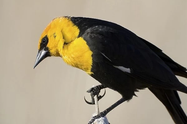 USA, Utah. Male yellow-headed blackbird (Xanthocephalus xanthocephalus) on cattail