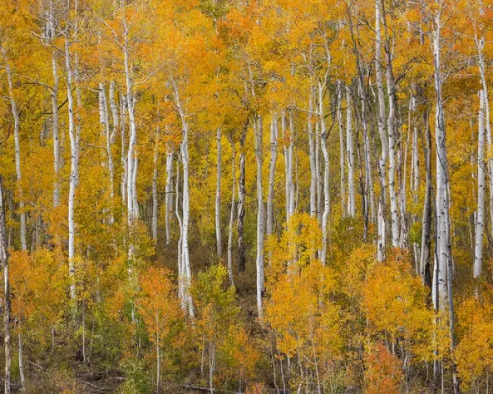 Framed Print : USA, Utah, Manti-La Sal National Forest. Autumn forest landscape Framed Print : USA, Utah, Manti-La Sal National Forest. Autumn forest landscape