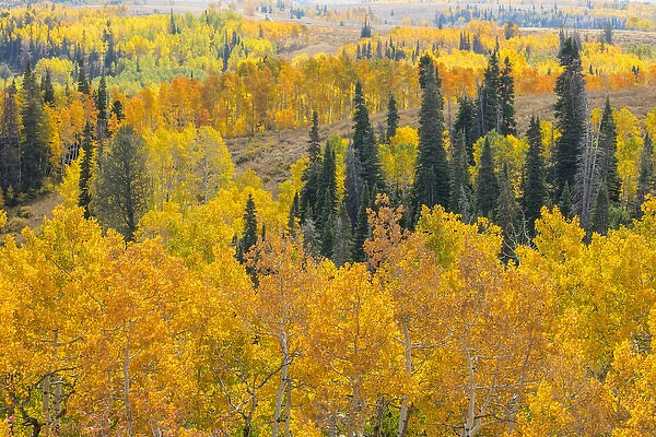 USA, Utah, Manti-La Sal National Forest. Autumn forest landscape