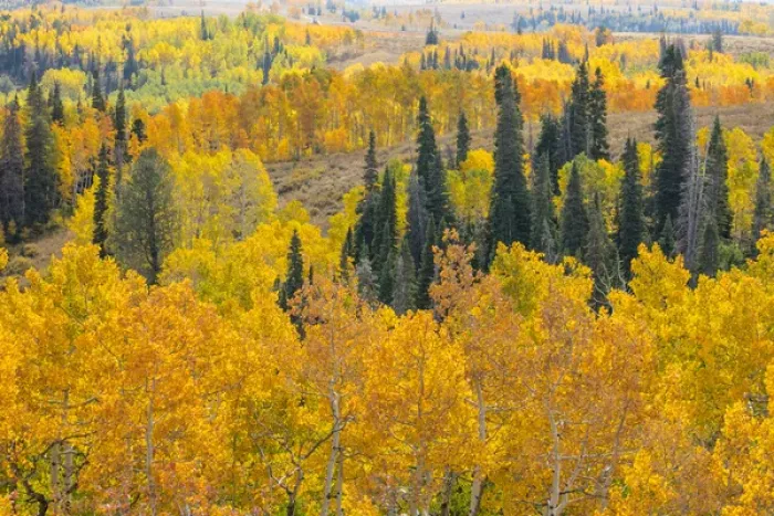 Framed Print : USA, Utah, Manti-La Sal National Forest. Autumn forest landscape Framed Print : USA, Utah, Manti-La Sal National Forest. Autumn forest landscape